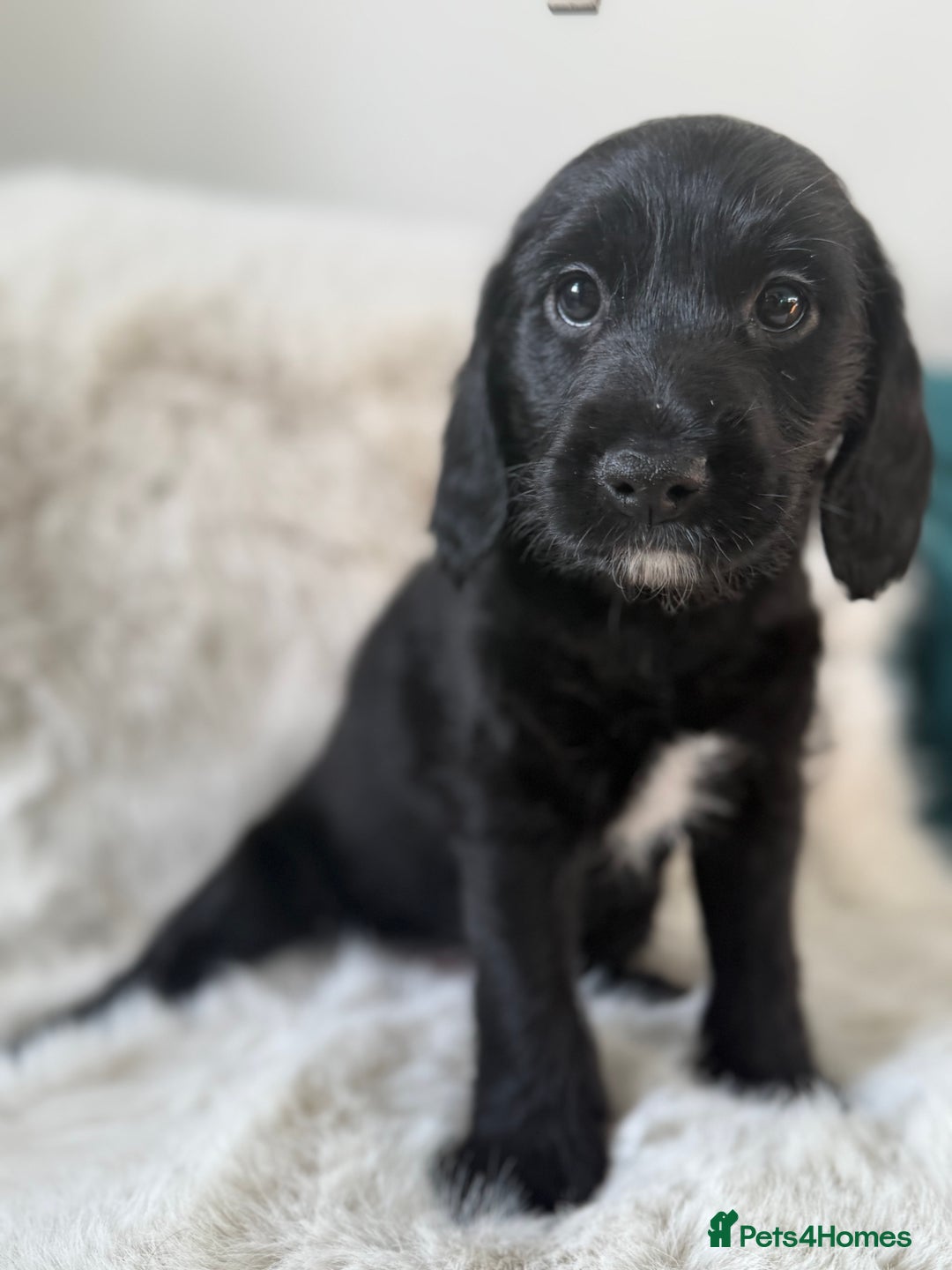 Mixed Breed dogs for sale: Girl Mixed Breed Puppy 13 Weeks Old - Advert 4