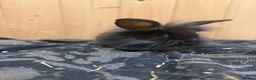 Mini Lion Lop rabbits for sale: Baby Rabbits for sale  - Advert 19