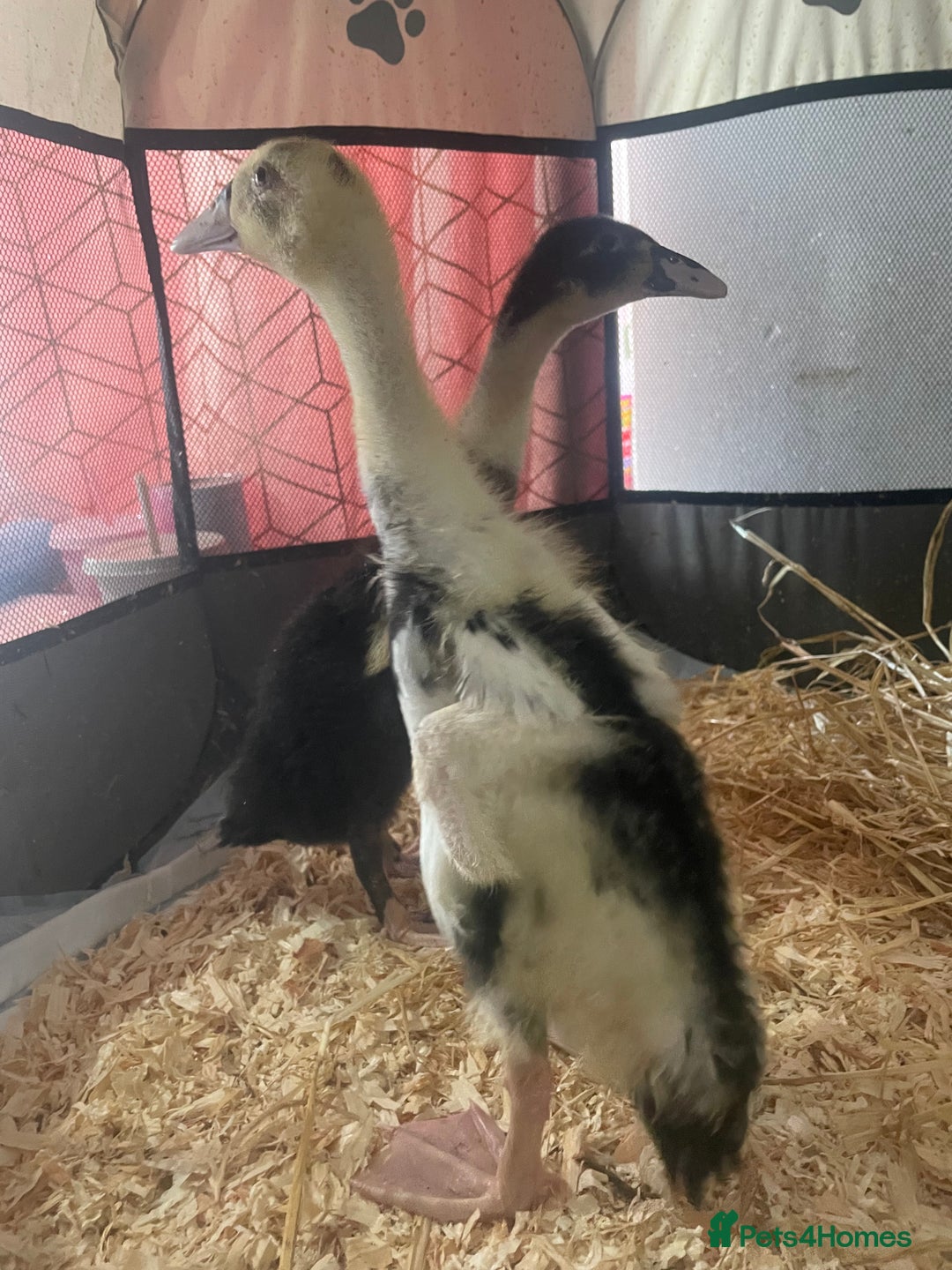 Ducks poultry for sale: 7 week old ducks  - Advert 2