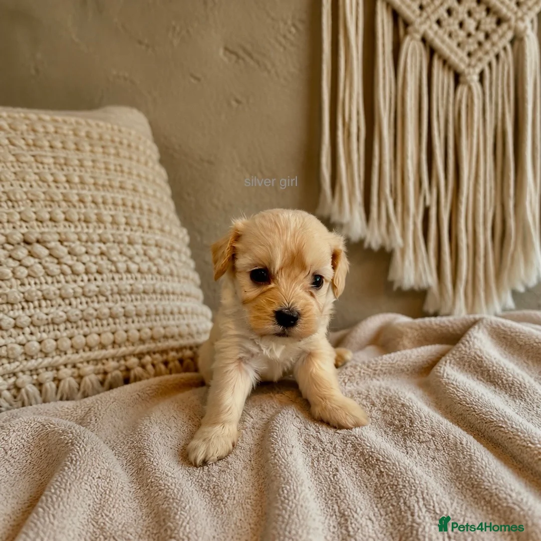 Maltipoo dogs for sale: 5 Wonderful pups looking. for forever home - Advert 11