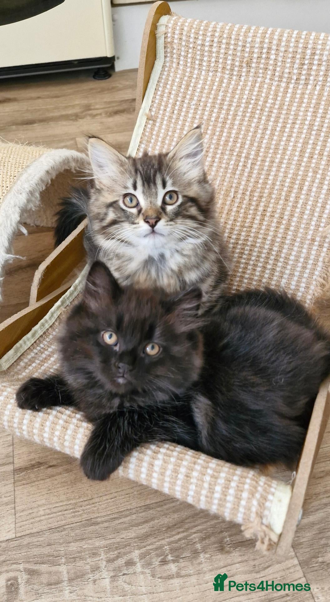 Mixed Breed cats Ragdoll Mix Kittens – Delivery Available - Advert 2
