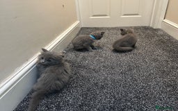 British Shorthair cats for sale: 2 girls 2 boys British shorthair ready to leave  - Image 4