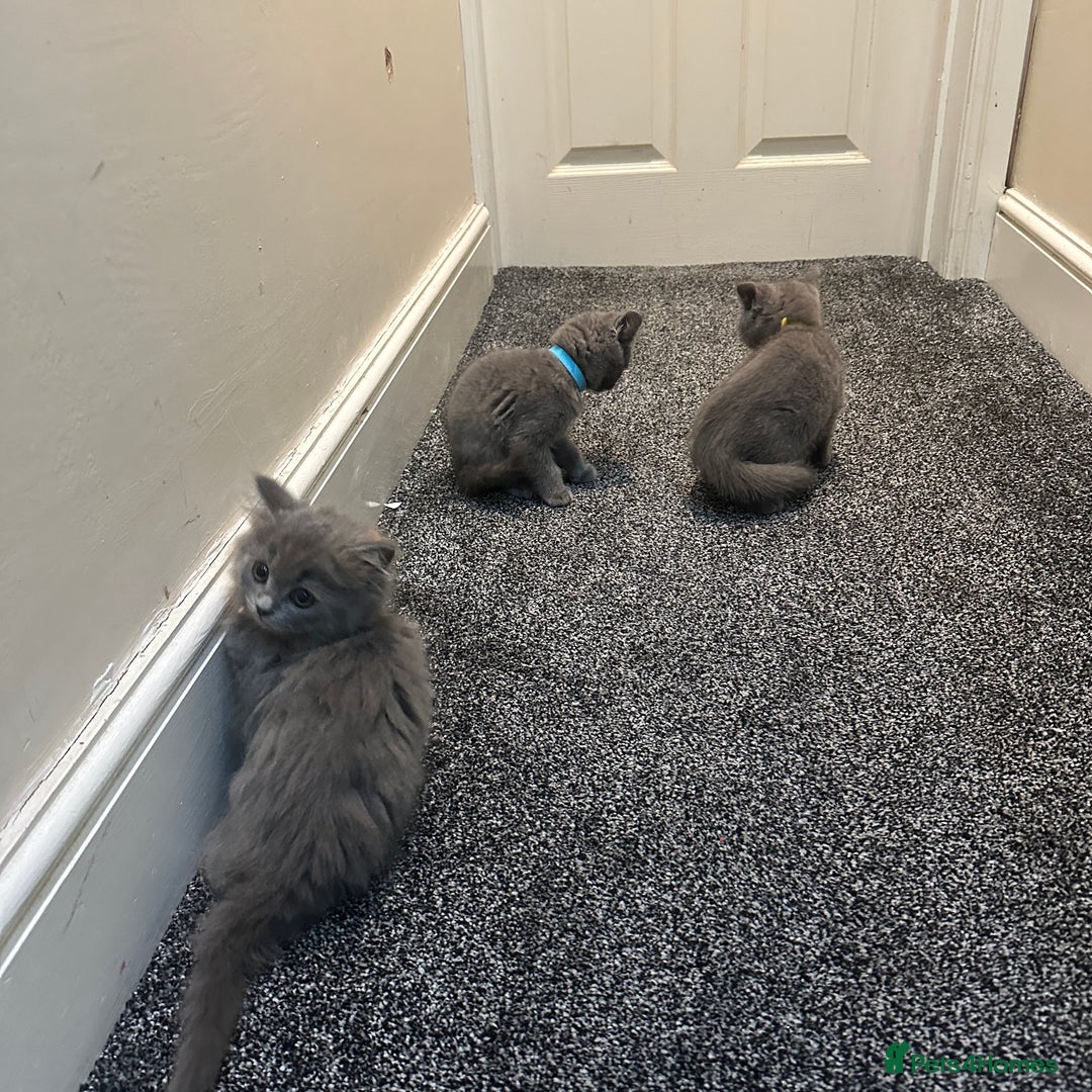 British Shorthair cats for sale: 2 girls 2 boys British shorthair ready to leave  - Image 4