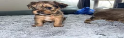 Shorkie dogs for sale: Adorable Yorkshire terrier and Shih Tzu Puppies in Romford - Advert 10