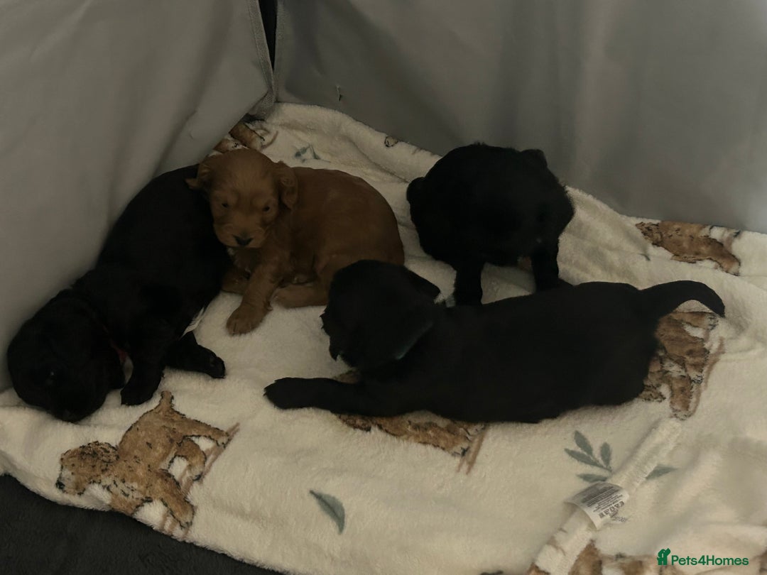 Cockapoo dogs for sale: Beautiful f2 cockapoo pups - Advert 12