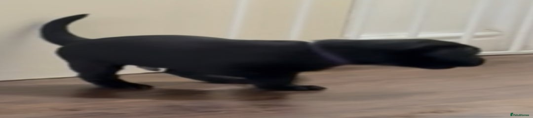 Labrador Retriever Puppy 4