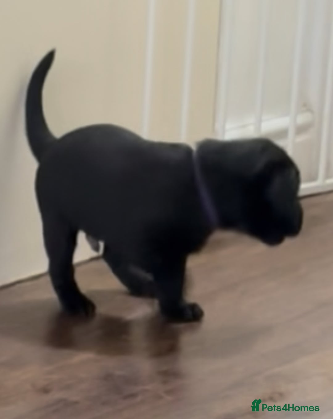 Labrador Retriever dogs for sale: Working Labradors  - Image 14