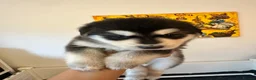 Mixed Breed dogs for stud: German Shepherd/Alaskan Malamute Isabella Coat - Advert 8