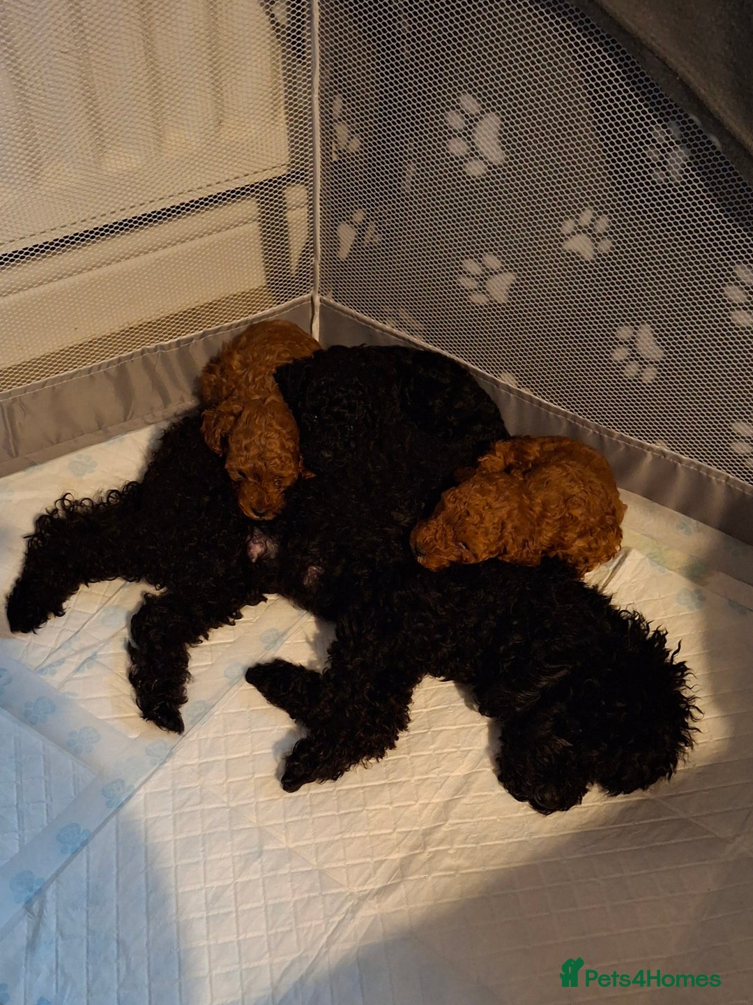 Toy Poodle dogs for sale: Toy poodles - Advert 2