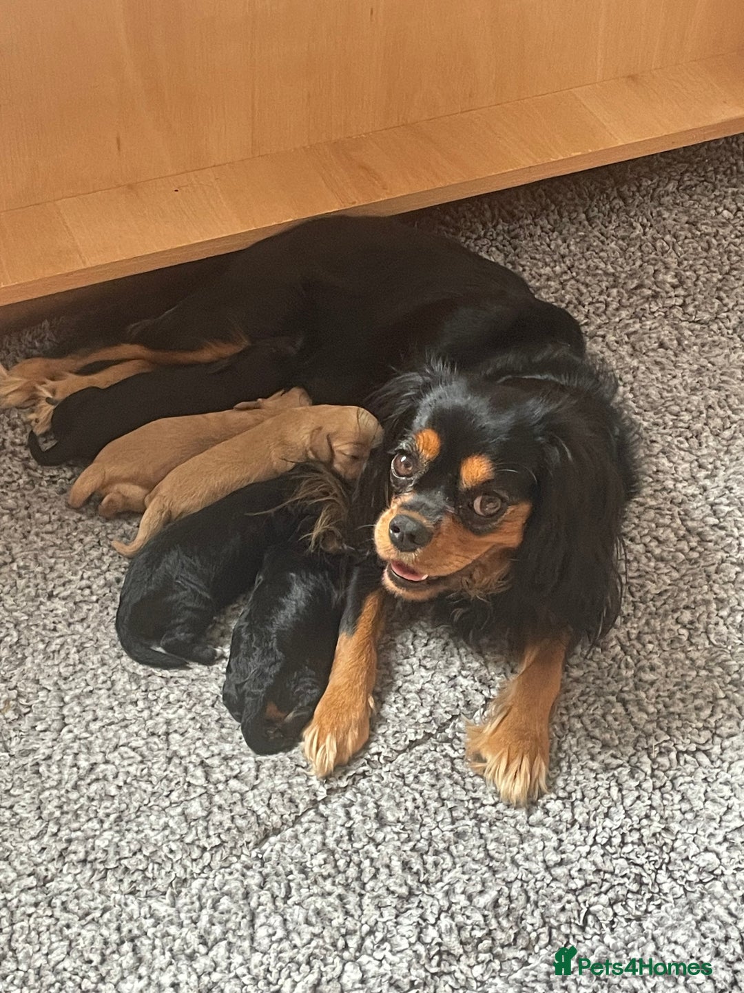 Cavapoo dogs for sale: F1 Cavapoo - Advert 13