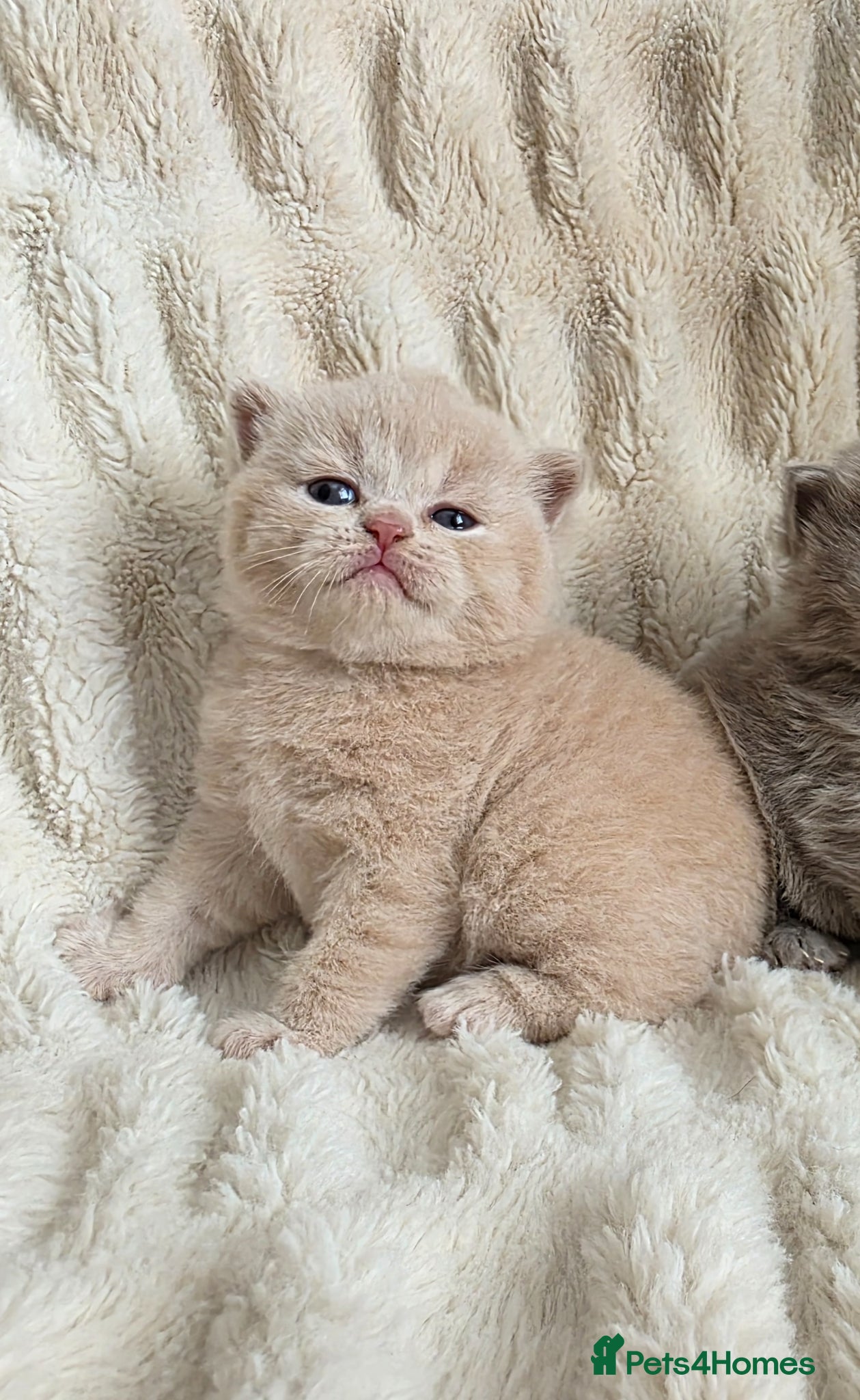 British Shorthair cats for sale: Outstanding quality British shorthair kittens  - Advert 2