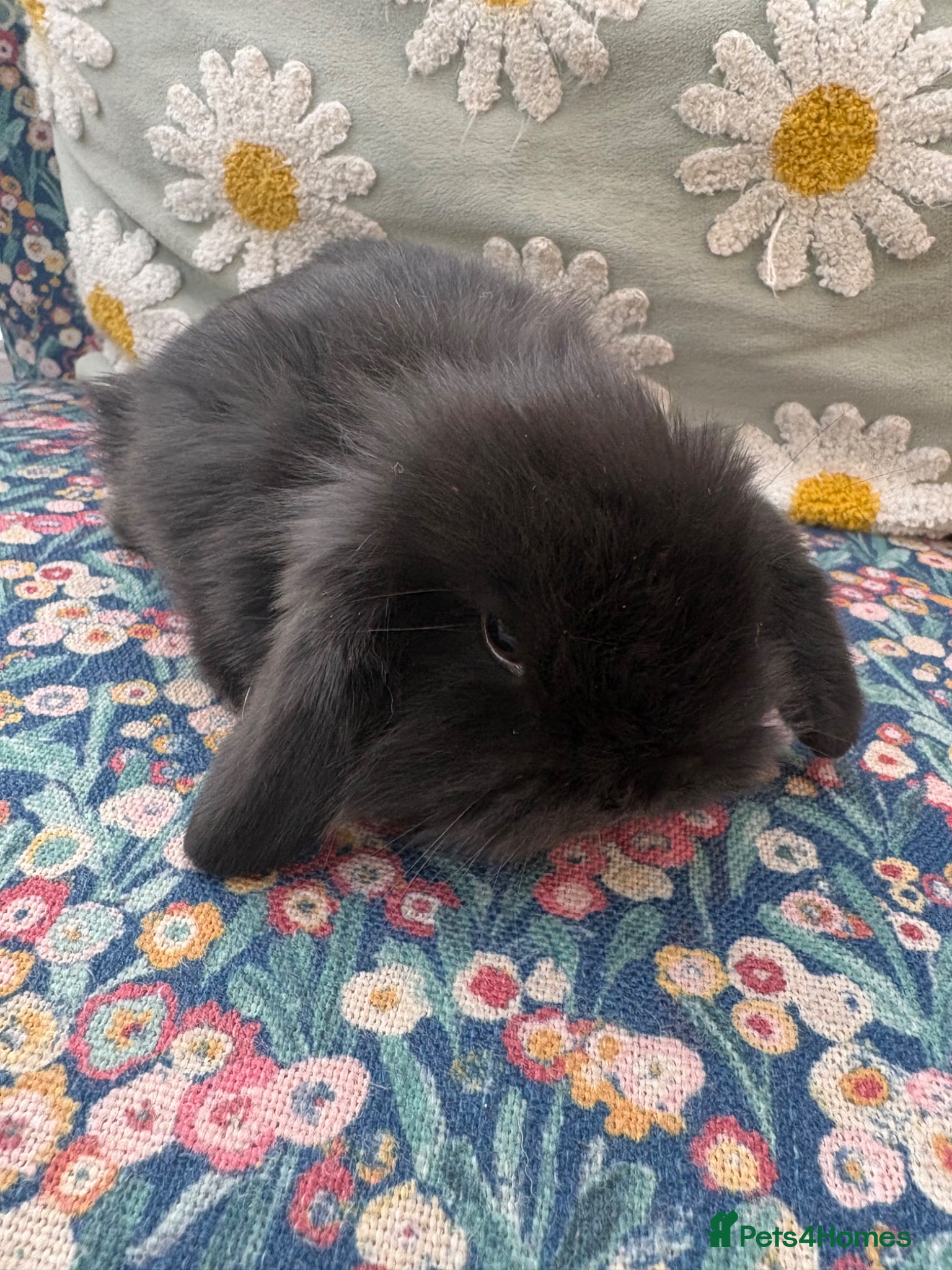 Mini Lop rabbits Raised indoors Mini lops/lion lops-vaccinated  - Advert 2