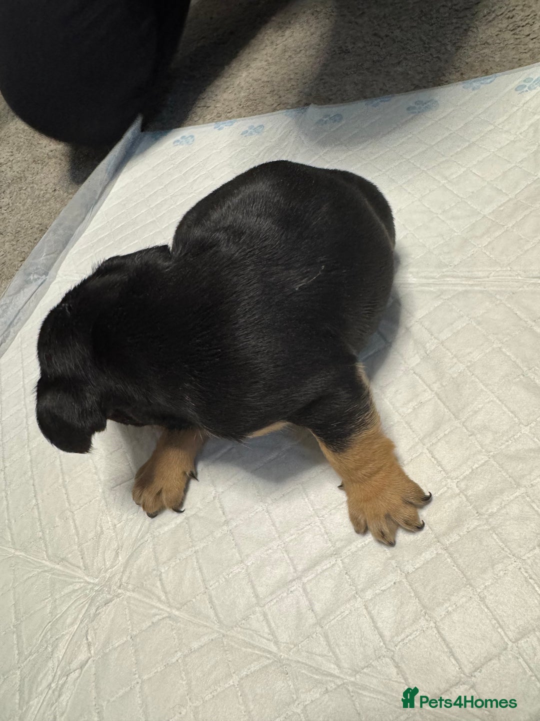 French Bulldog dogs for sale: French bulldog puppies  - Advert 1