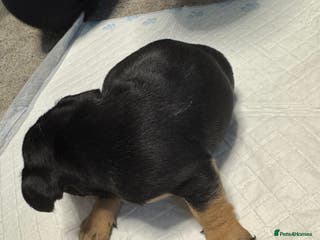 French Bulldog dogs French bulldog puppies - Advert 1