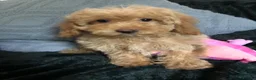 Cockapoo dogs for sale: cockapoo puppies for sale  - Advert 4