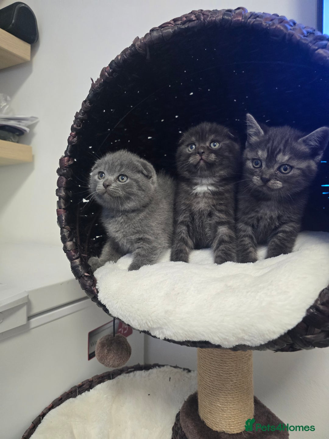 Scottish Fold cats for sale: Beautiful 😍 Scottish Fold/Straight kittens  - Advert 1