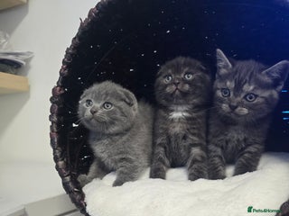 Scottish Fold cats Beautiful 😍 Scottish Fold/Straight kittens - Advert 16