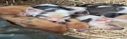 Pig livestock for sale: Tiny Micropigs Rare American Bloodlines stay small - Advert 1