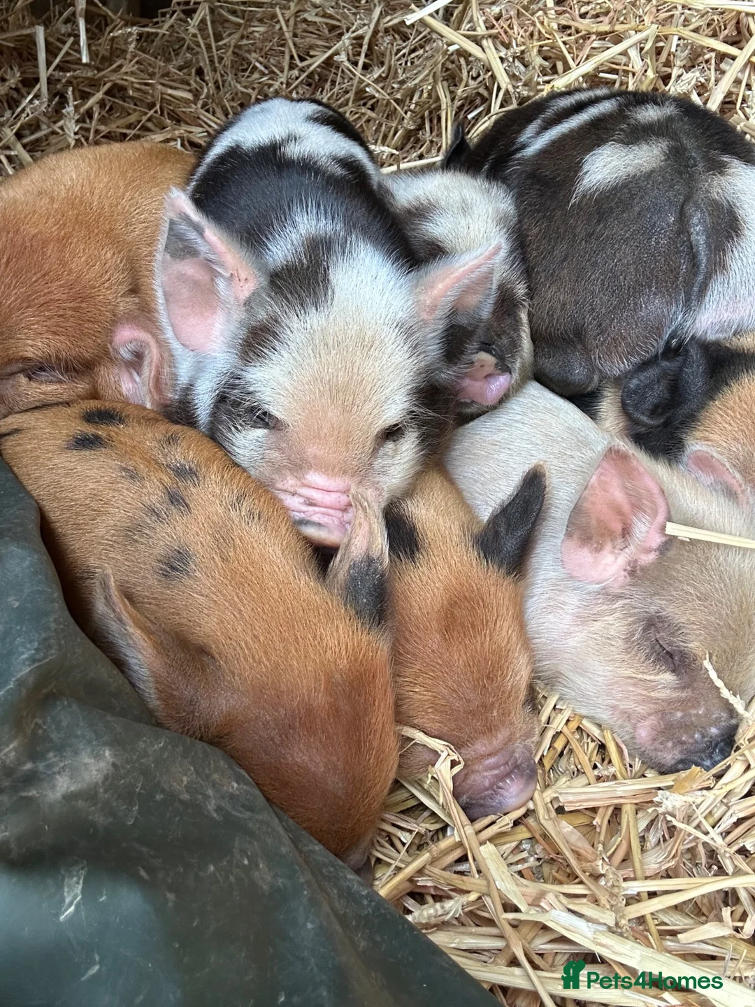 Pig livestock for sale: Tiny Micropigs Rare American Bloodlines stay small - Advert 1