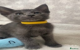 Oriental cats for sale: Oriental X Siamese  - Image 16