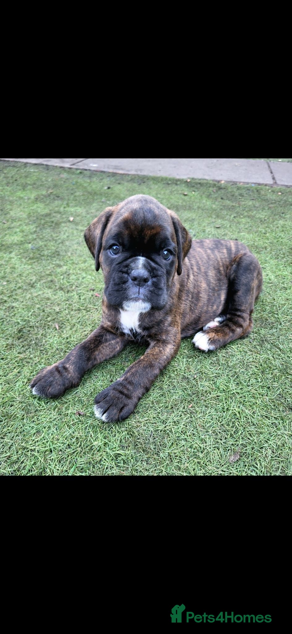 Boxer dogs Amazing bobtail/ tailed boxer puppy - Advert 6