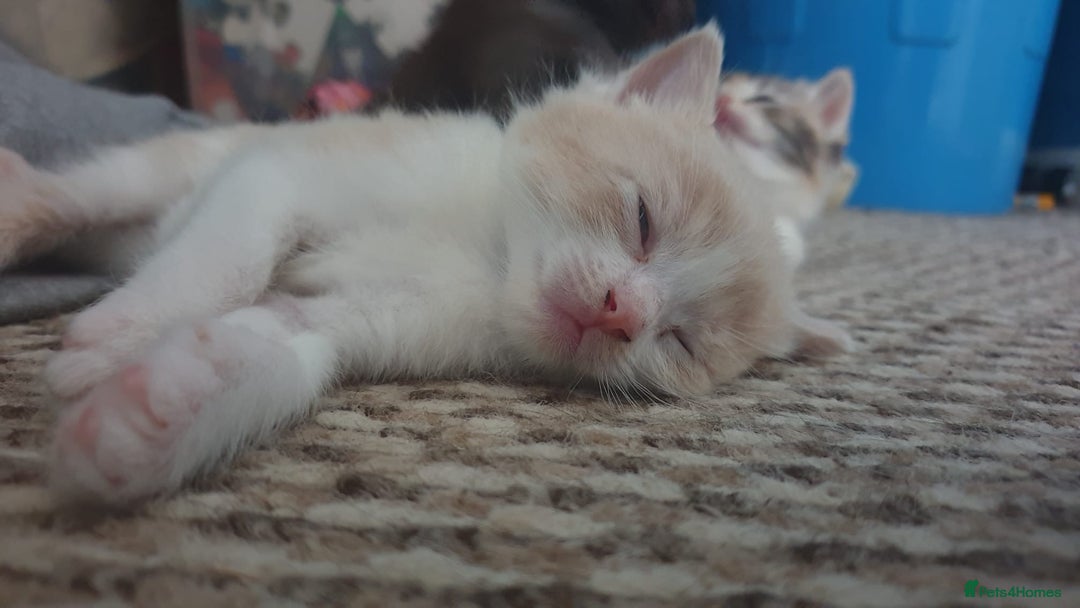 Ragdoll cats for sale: Ragdoll x tortoise shell kittens - Image 18