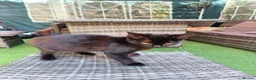 Mixed Breed cats for sale: Lexxi in Deeside - Advert 4