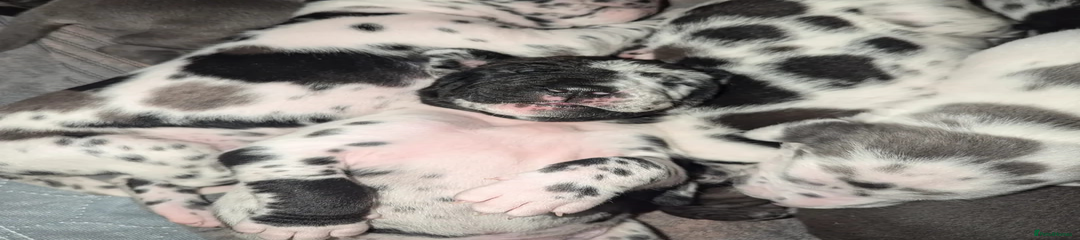 Great Dane Puppy 4