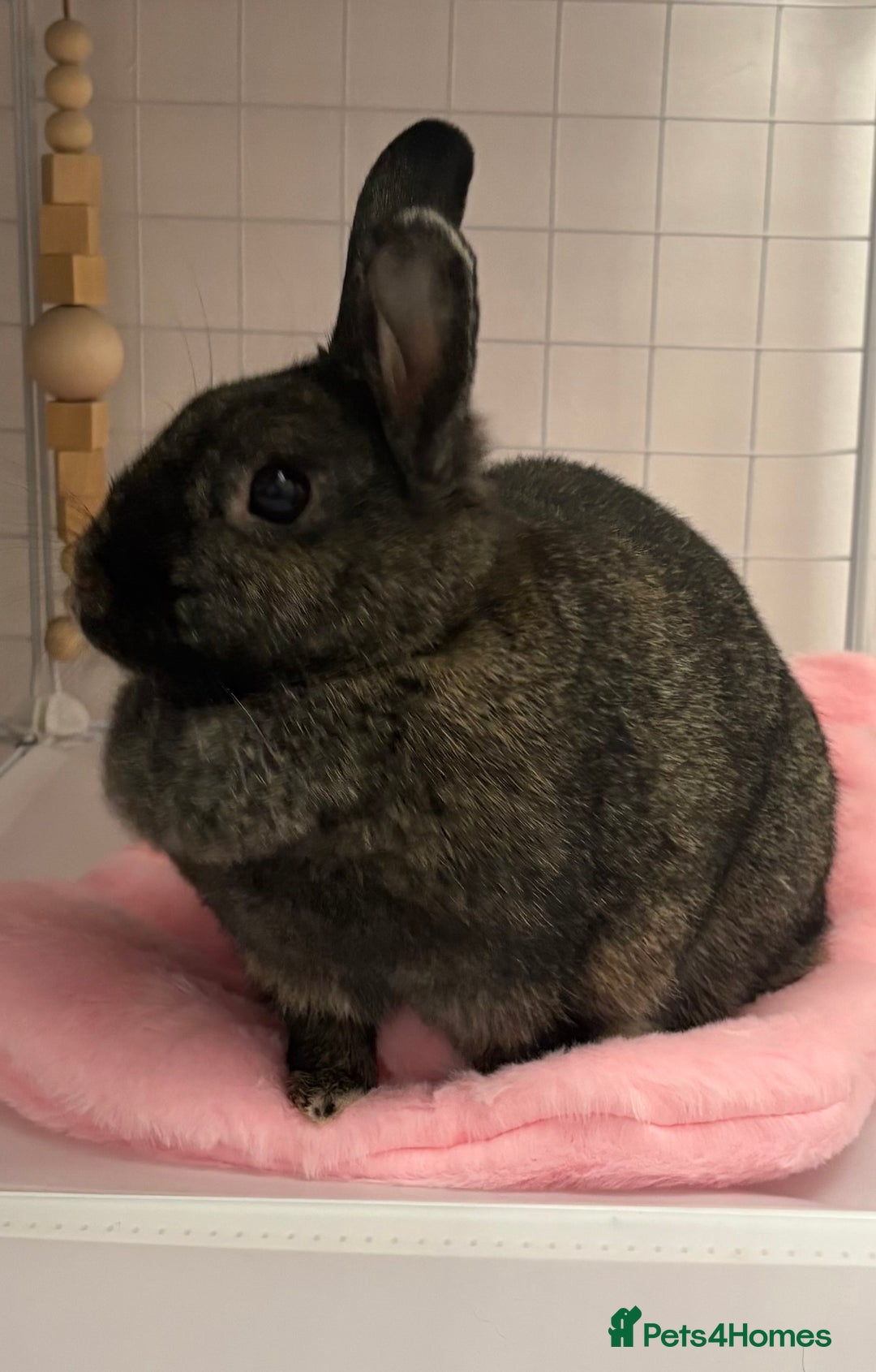 Mixed Breed rabbits for sale: Indoor Rabbit Plus Full Set Up/Etc. For Sale - Advert 4