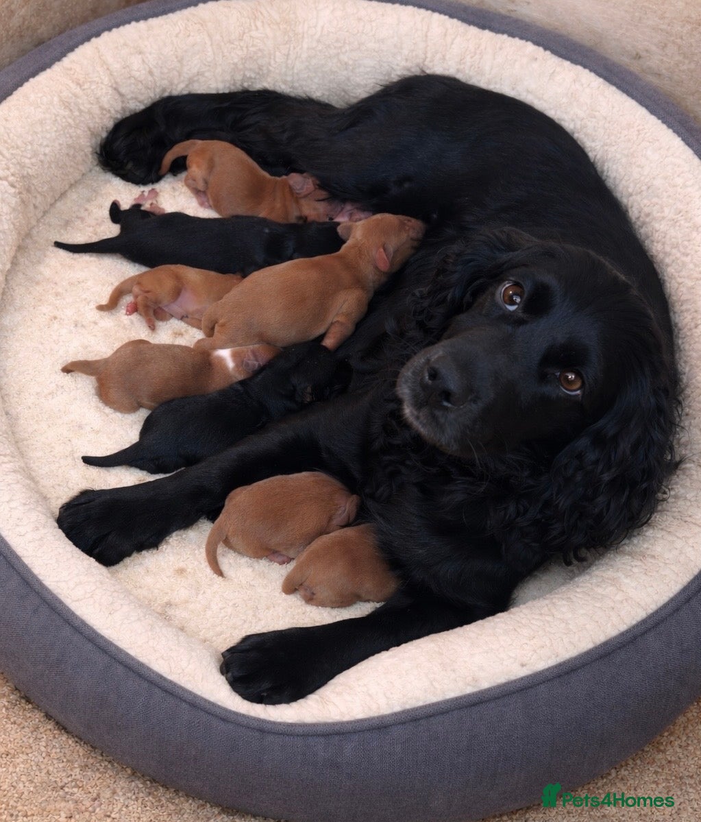 Cockapoo dogs Stunning cockapoos🐶🩷 - Advert 1