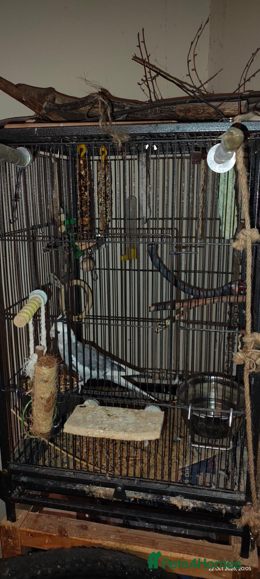 Cockatiels birds for sale: Coco the cockatiel  - Advert 2