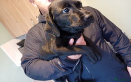 Labrador Retriever dogs for sale: Labrador puppies looking for their forever home. - Image 4