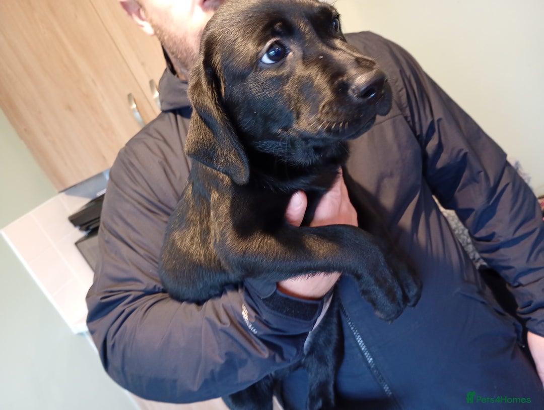 Labrador Retriever dogs for sale: Labrador puppies looking for their forever home. - Image 4