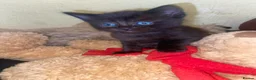 Mixed Breed cats for sale: Stunning ragdoll mix kittens - Advert 21
