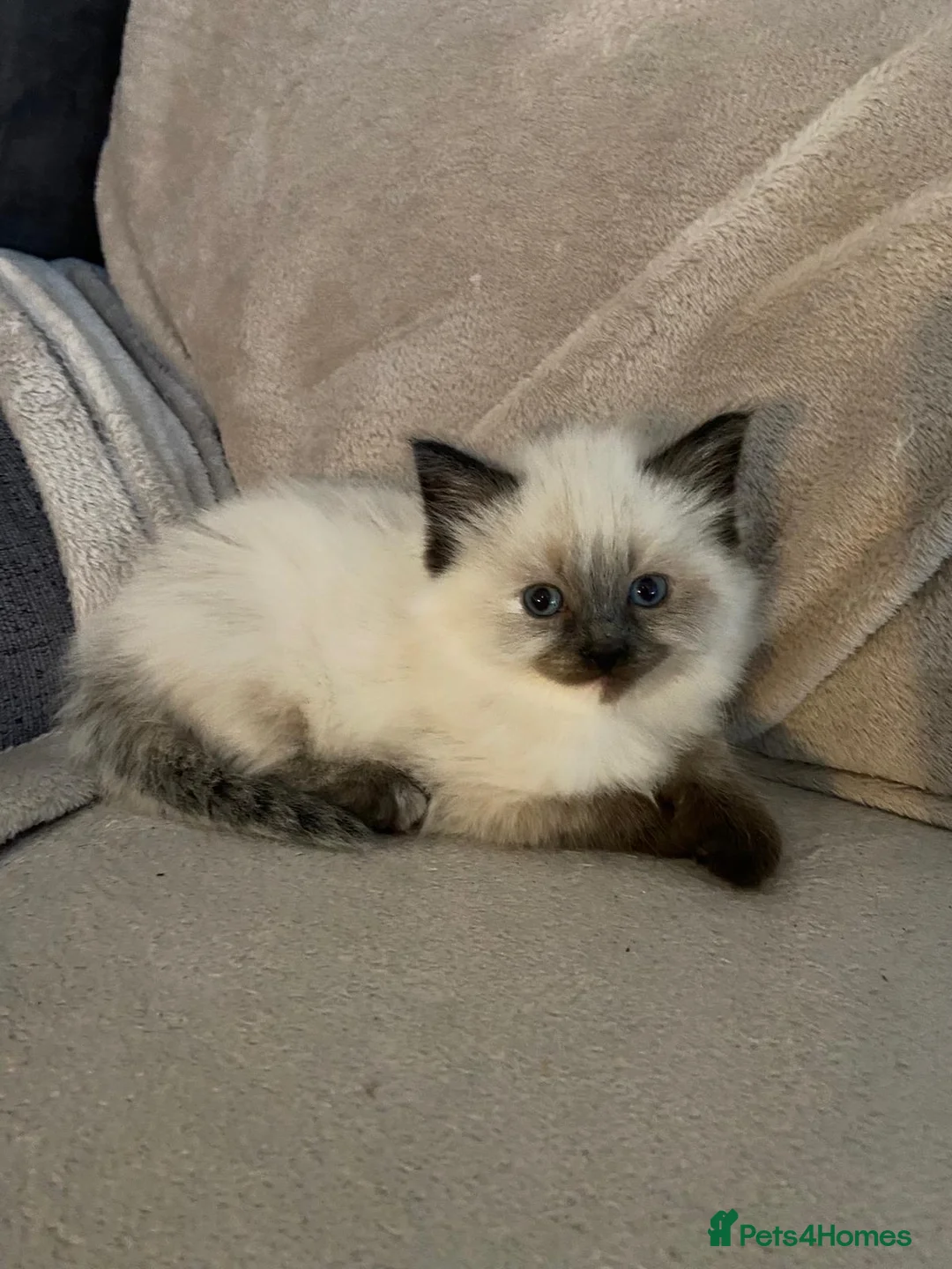 Mixed Breed cats for sale: Half-Ragdoll Kittens for Sale ❤️ - Advert 3
