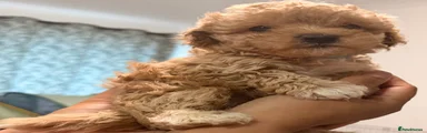 Maltipoo 2