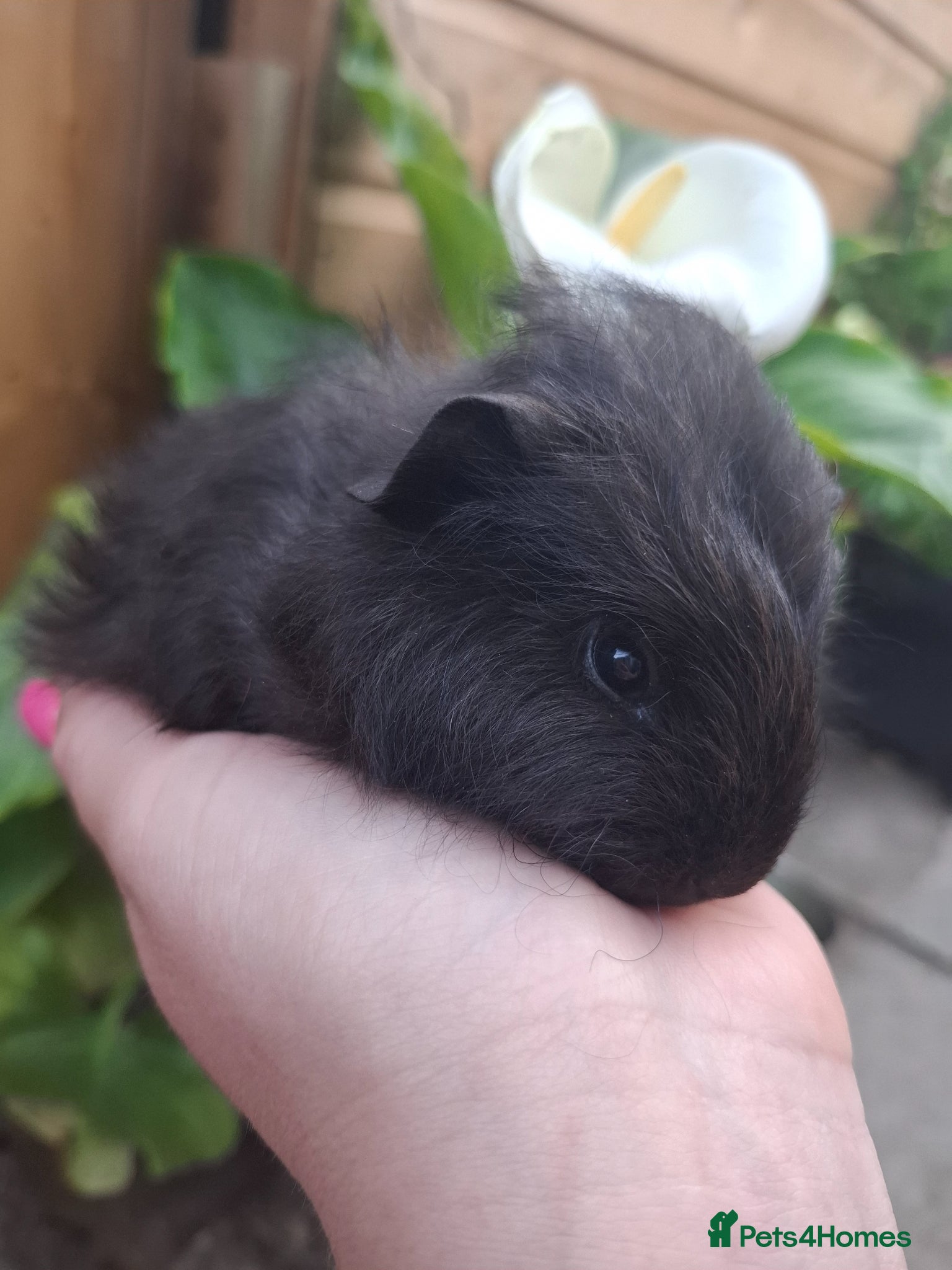 Guinea Pig rodents Black Swiss & Buff Cali Baby Guinea Pig Boys  - Advert 6
