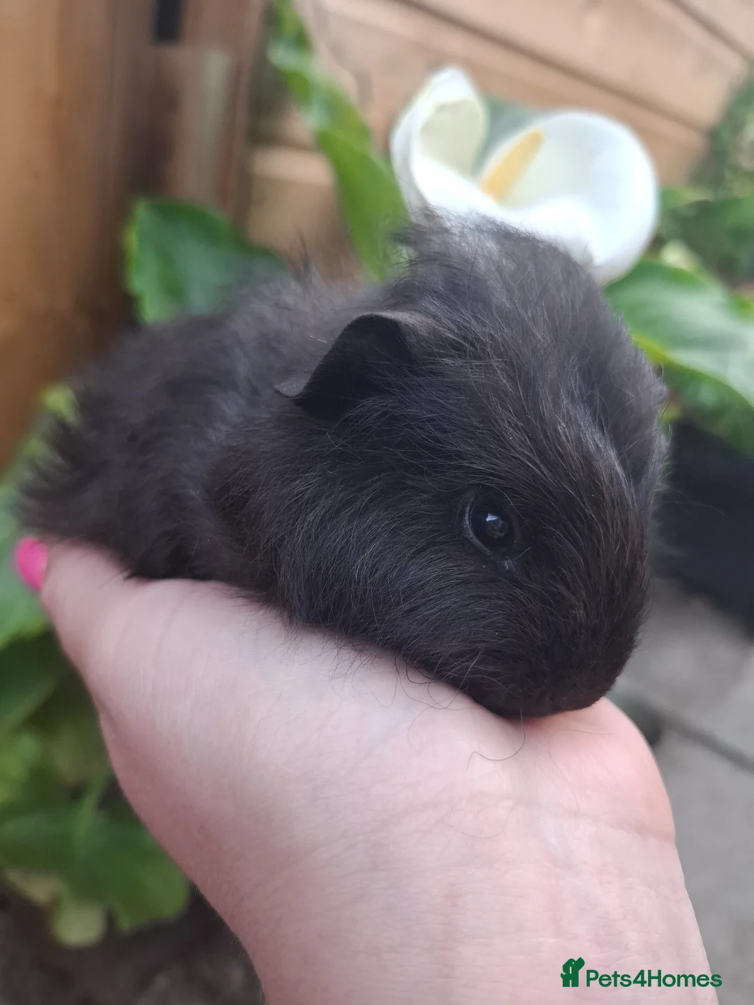 Guinea Pig rodents for sale: Black Swiss & Buff Cali Baby Guinea Pig Boys  - Advert 1