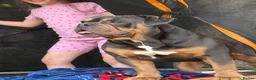 Olde English Bulldogge dogs for stud: Olde English bulldog for studding  - Advert 5