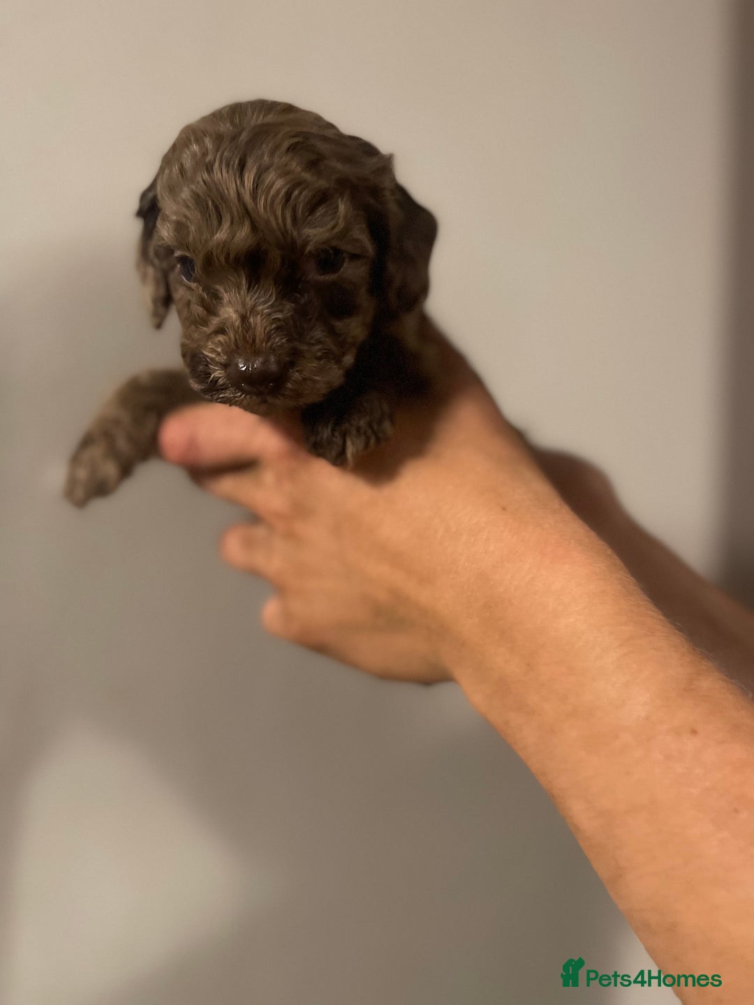 Cockapoo dogs for sale: Beautiful chocolate and Merle Cockerpoo puppies! - Image 3