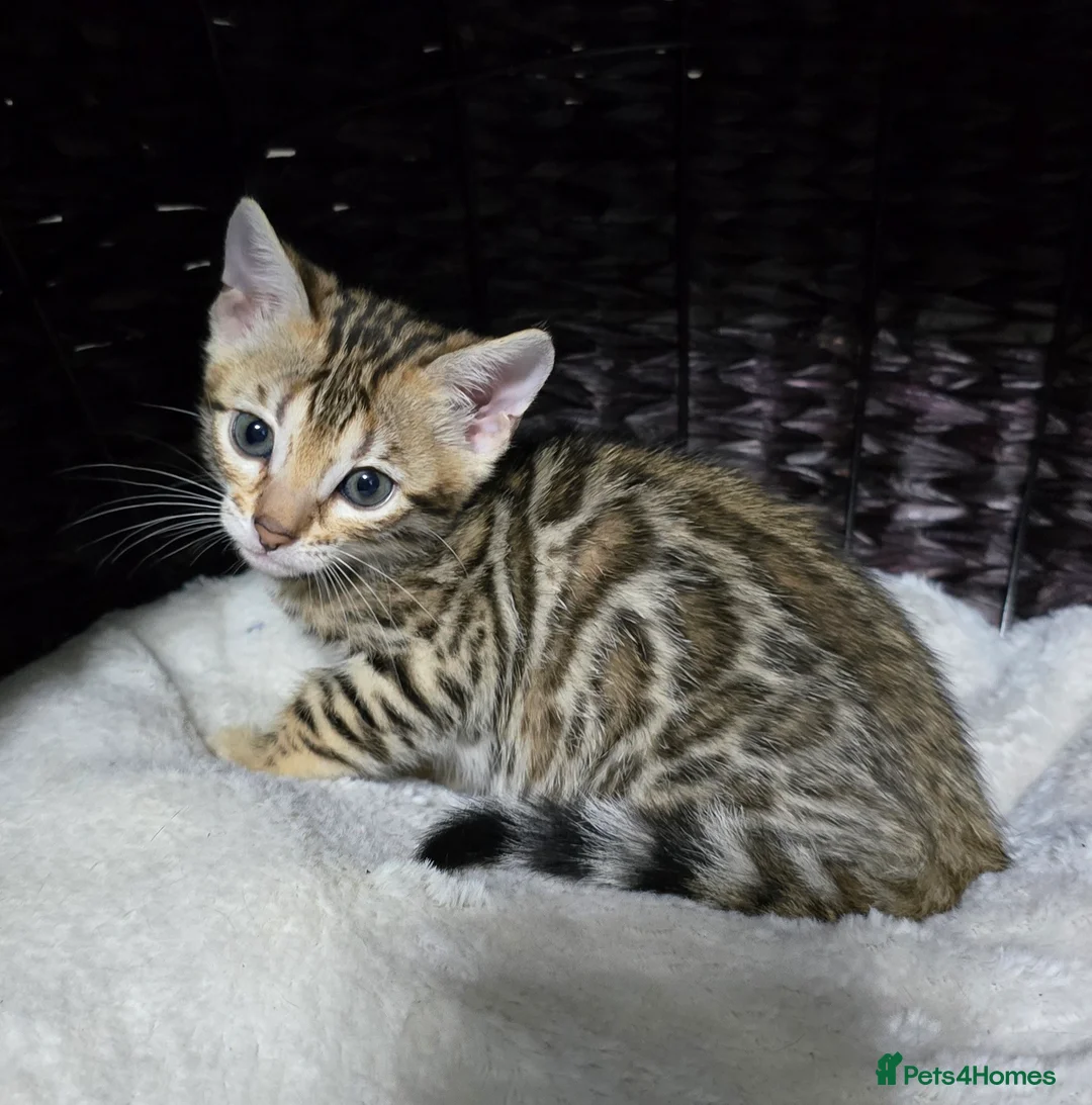 Bengal cats for sale: Just 1 girl left... Ready from END of April - Advert 24