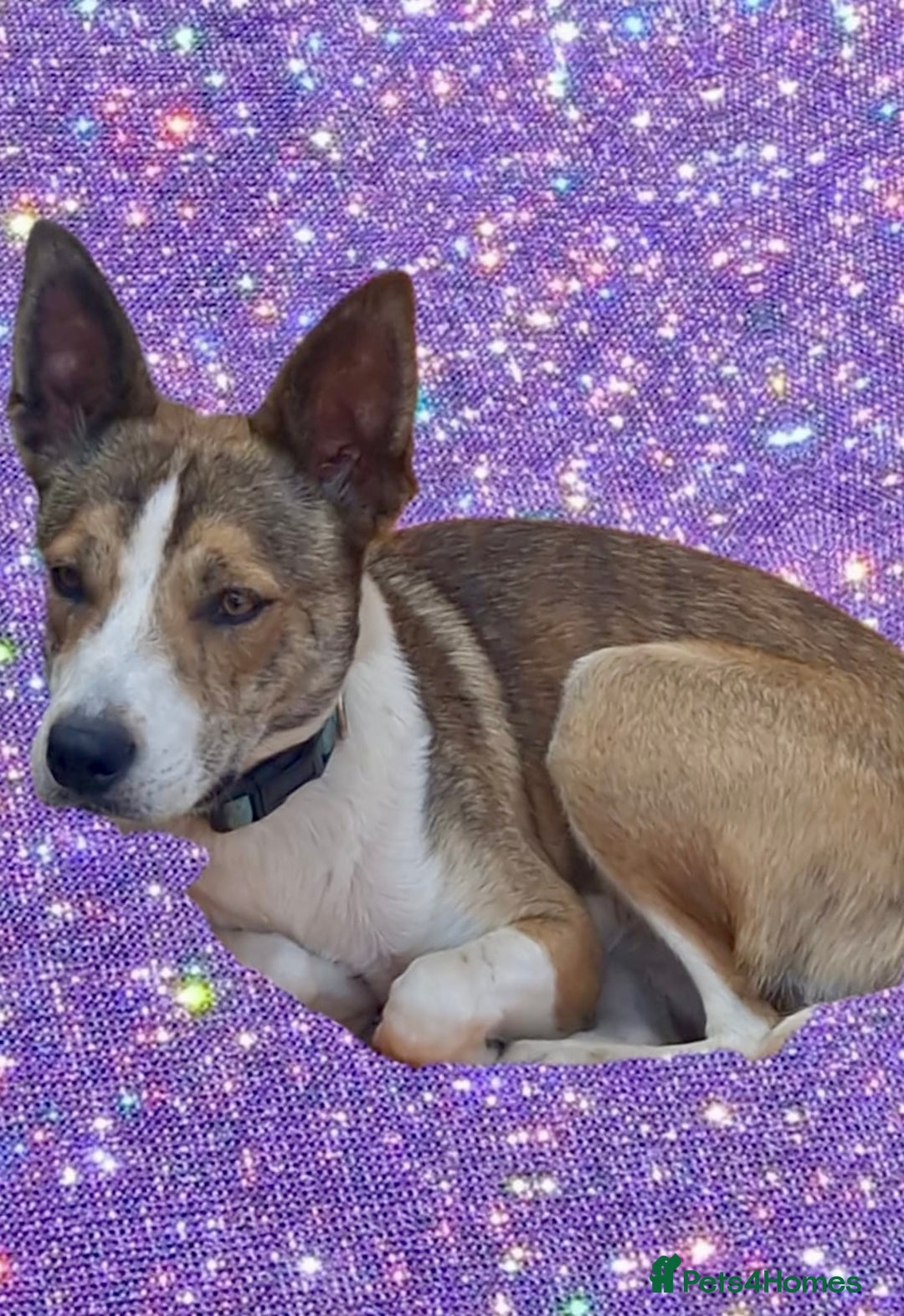 Mixed Breed dogs for sale: Beautiful Mixed breed female  - Advert 3