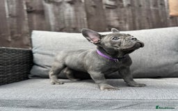 French Bulldog dogs for sale: French Bulldog Puppies–4 Girls & 2 Boys READY NOW  in Walton-on-Thames - Image 20