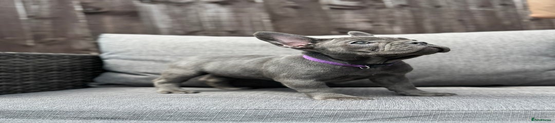 French Bulldog Puppy 4