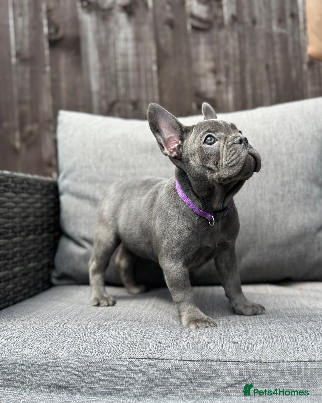 French Bulldog dogs for sale: French Bulldog Puppies–4 Girls & 2 Boys READY NOW  in Walton-on-Thames - Image 20
