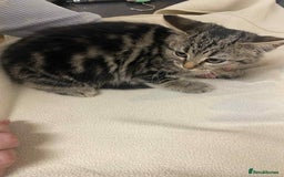 Mixed Breed cats for sale: Beautiful rag doll cross kittens - Image 9