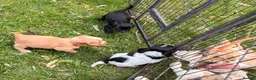 Cocker Spaniel dogs for sale: STUNNING WORKING COCKER SPANIEL PUPS - Advert 13
