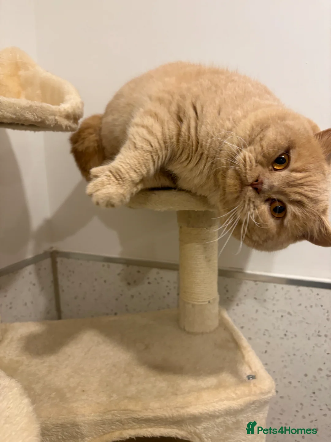 British Shorthair cats for stud: Gorgeous Cream British shorthair  - Advert 9