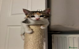 Domestic Shorthair cats for sale: Sweet, Playful Kittens Ready for Loving Homes 🐱 - Image 20