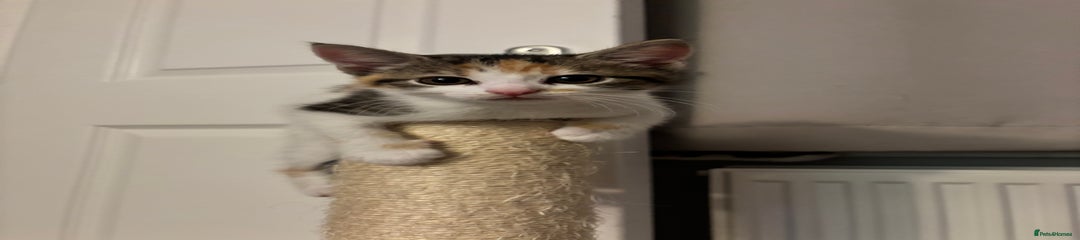 Domestic Shorthair Kitten 4